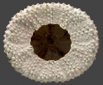 Colobocentrotus mertensii (oral)