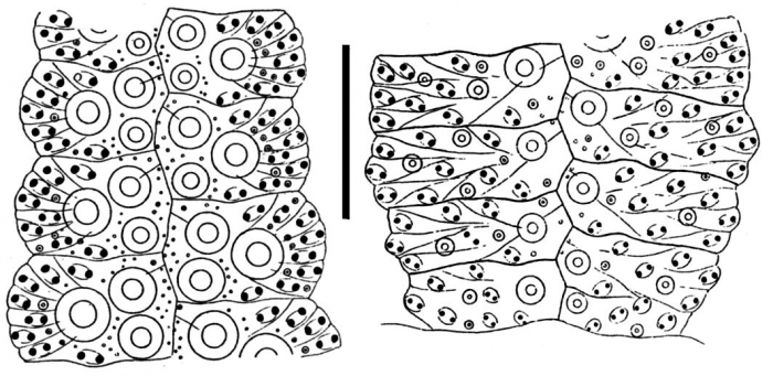 Colobocentrotus mertensii (ambulacral plates)
