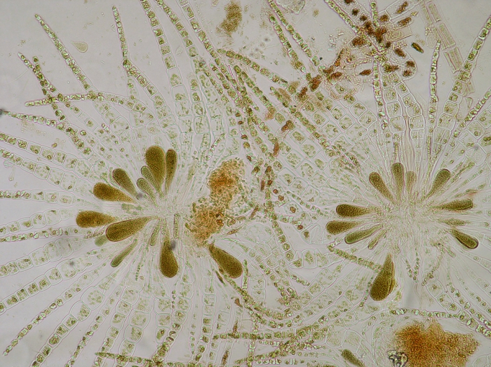 Myriactula rivulariae Myriactula rivulariae