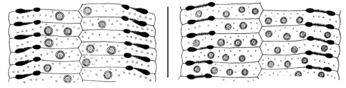 Conolampas (ambulacral plates)