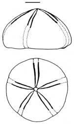 Conolampas malayana  (aboral and lateral view)