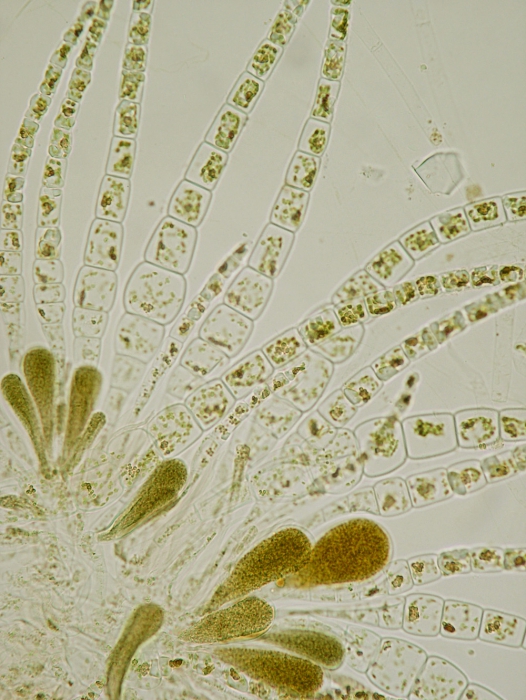Myriactula rivulariae Myriactula rivulariae