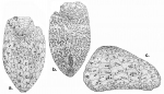 Cystocrepis setigera (test)