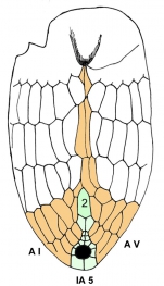 Cystocrepis setigera (oral plating)