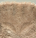 Dendraster excentricus (posterior)