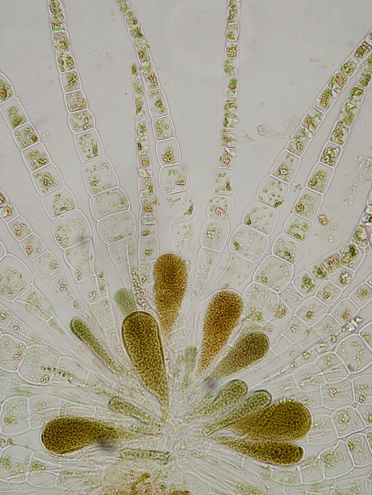Myriactula rivulariae Myriactula rivulariae