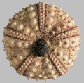 Echinodermata (echinoderms)