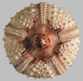 Echinodermata (echinoderms)