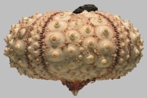 Diadema paucispinum (lateral)