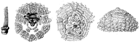 Dialithocidaris gemmifera (coronal plating and primary spine base)