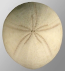 Echinolampas keiensis (aboral)
