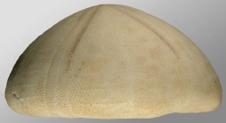 Echinolampas keiensis (lateral)
