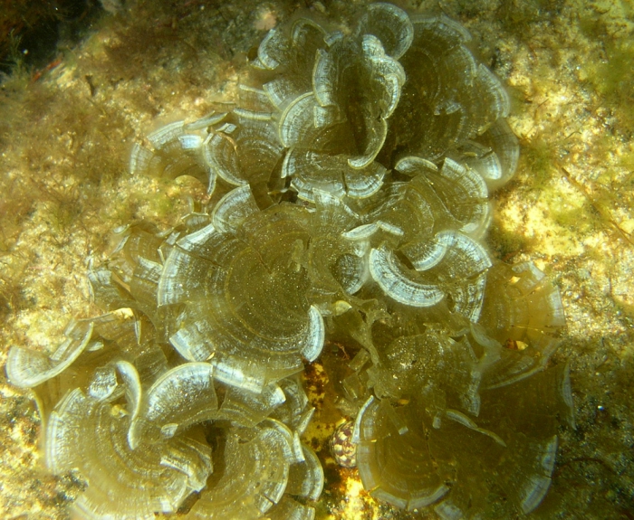 Padina pavonica