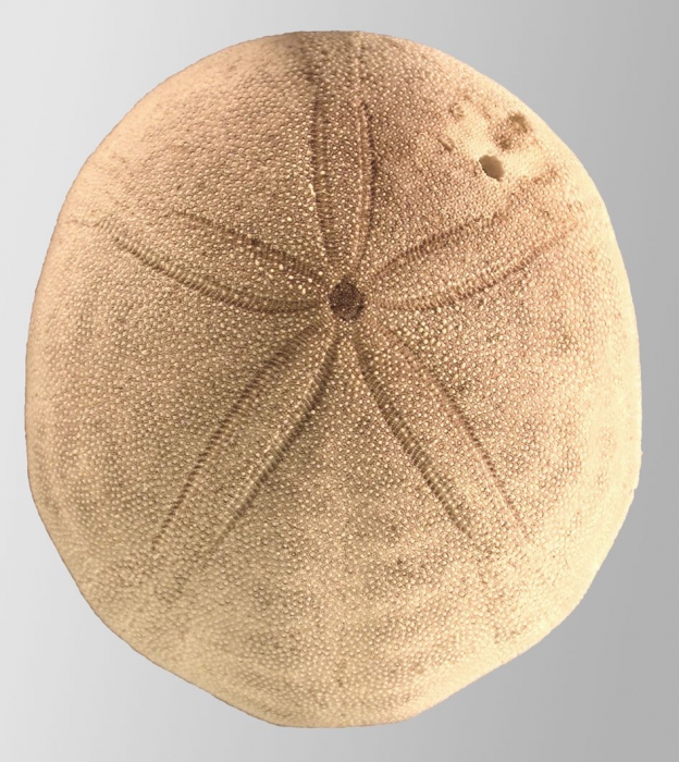 Echinolampas ovata (aboral)