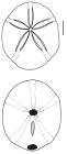 Echinolampas ovata (aboral + oral)