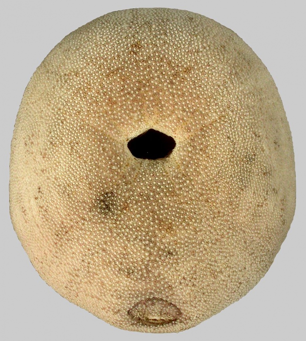 Echinolampas ovata (oral)