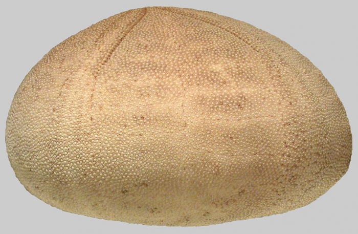 Echinolampas ovata (lateral)