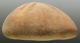 Echinolampas rangii (lateral)