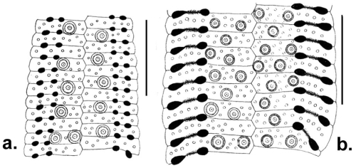 Echinolampas (ambulacral plates)