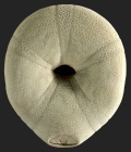 Echinolampas sternopetala (oral)