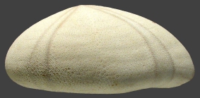 Echinolampas sternopetala (lateral)