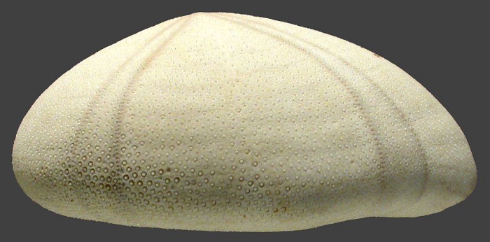 Echinolampas sternopetala (lateral)