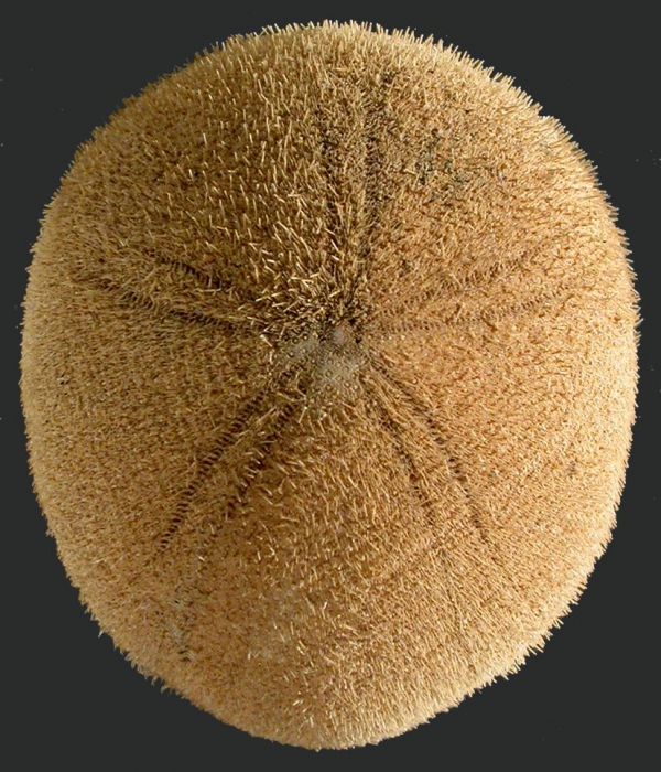 Echinolampas sternopetala (aboral)