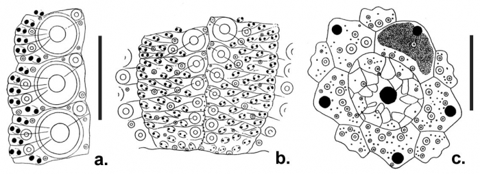Echinometra insularis (ambulacral plates + apical system)