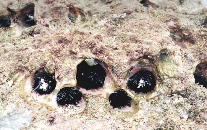 Echinometra vanbrunti (in situ) Echinometra vanbrunti (in situ)