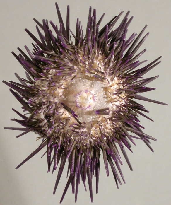 Echinometra vanbrunti (oral) Echinometra vanbrunti (oral)