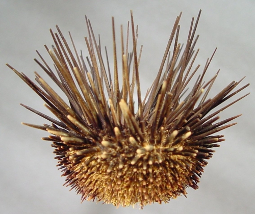 Echinostrephus aciculatus (lateral)