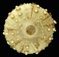 Echinodermata (echinoderms)