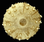 Echinus multidentatus (aboral)