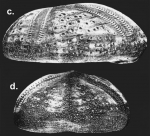 Elipneustes denudatus (lateral + anterior)