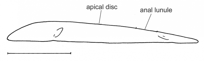Encope micropora (lateral)