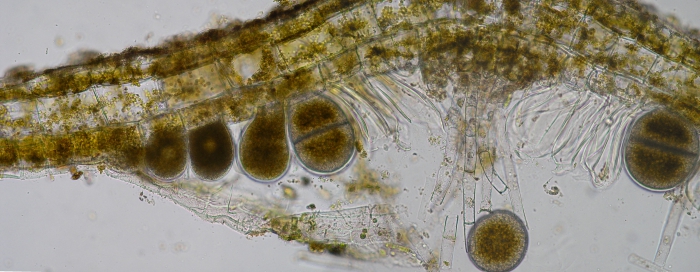 Padina pavonica Padina pavonica