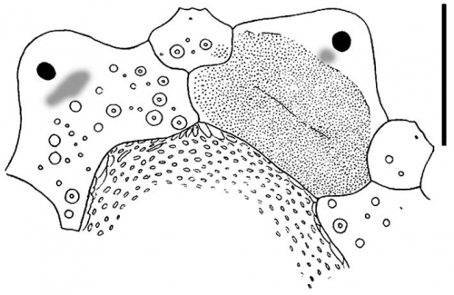 Eremopyga debilis (apical disc)