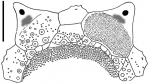 Eremopyga denudata (apical disc)