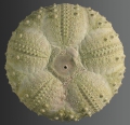 Echinodermata (echinoderms)