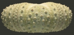 Echinoidea (sea urchins)