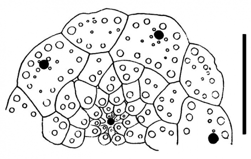 Eucidaris clavata (apical system)