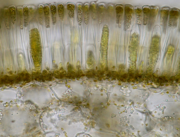 Phyllariopsis purpurascens Phyllariopsis purpurascens