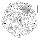 Eucidaris thouarsii (apical system)