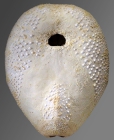 Eupatagus lymani (oral)