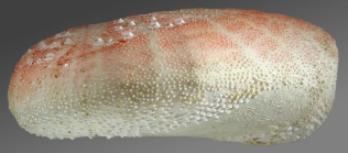 Eupatagus lymani (lateral)