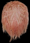 Eupatagus lymani (aboral)