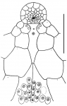 Eupatagus micropetalus (labrum)