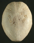 Eupatagus micropetalus (aboral)