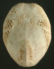 Eupatagus micropetalus (oral)