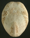 Eupatagus micropetalus (oral)